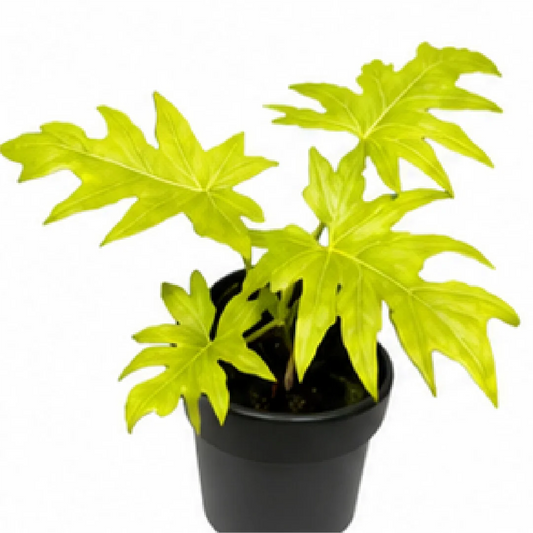 Philodendron Selloum Golden – Tissue Culture