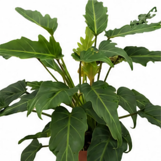 Philodendron Xanadu – Tissue Culture