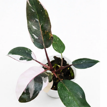 Philodendron Red Anderson Var – Tissue Culture
