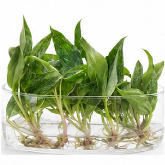 Philodendron Red Anderson Var – Tissue Culture