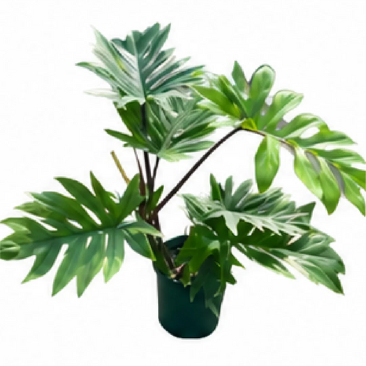 Thaumatophyllum bipinnatifidum / Philodendron Mayoi – Tissue Culture